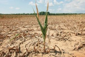 Subvenţiile se pot încasa integral şi în cazuri de „forţă majoră”