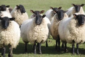 Centre de colectare pentru lână