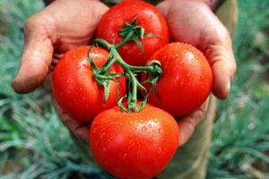 180 de milioane de lei pentru Programul „Tomata”