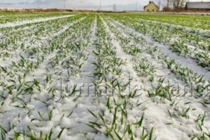 Gerul nu a afectat grâul. Posibile daune, în viticultură şi pomicultură