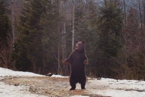 VIDEO: Imagini inedite surprinse în Parcul Natural Apuseni. Moş Martin a ieşit din bârlog, la plimbare