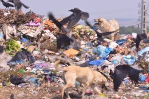 Cu gunoiul în oraş?