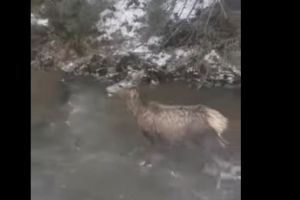 Video de necrezut. In padurile Romaniei: O haita de lupi ataca un cerb sulitar tanar