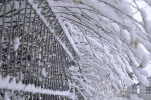 Bestia de la Est şi isteria naţională