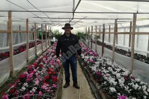 DÂMBOVIȚA: După 10 ani de muncă în strainătate, un bărbat a început o afacere cu flori, la el acasă