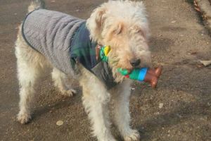 Un spaniol a refuzat să plece acasă după ce şi-a pierdut câinele în Ploieşti. Vă cere ajutorul s-o găsească pe Missy