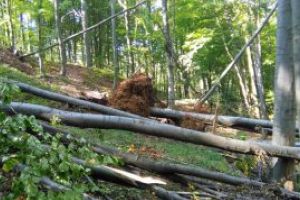 Judetul Maramures, pe primul loc in 2017 la taieri ilegale de paduri