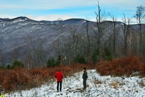 Pădurari BĂTUȚI de hoţi prinşi la FURAT de lemne