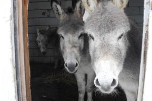 Excursii cu măgăruşi, adunat de ciuperci sălbatice şi alte activităţi interesante la Ermitaj Malin