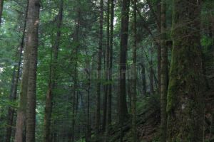 Universitari suceveni protestează împotriva defrişărilor în ariile protejate şi în ...