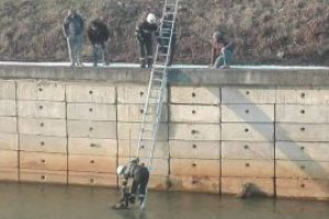 Caine salvat de pompieri din apele raului Sasar (FOTO)