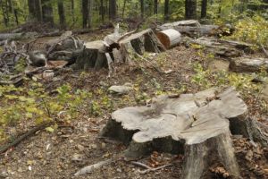 Judeţul Hunedoara, pe locul 3 la tăieri ilegale din pădurile Romsilva