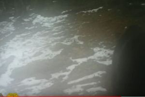 Imagini din Romania. Urs iesit din hibernare surprins de camerele de monitorizare (foto+video) 