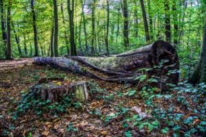 Ministerul Apelor şi Pădurilor organizeaza vineri, 02 martie, intâlnire pe teme de silvicultură la Vâlcea