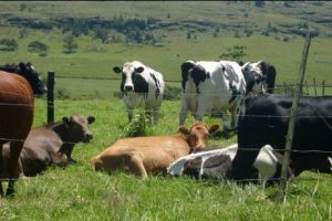 „De la ţară, de la vacă, am ajuns să umplu stadioane” Lecţie de modestie şi DECLARAŢII VIRALE ale unei vedete din România