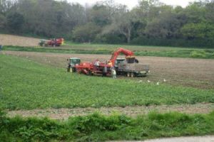 Marea Britanie, vizată de o CRIZĂ de cartofi. Muncitorii români REFUZĂ să lucreze în GER