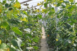 Agricultura ecologică, marea păcăleală pentru cei care s-au angajat să o practice. Dau subvenţiile înapoi