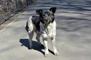 Ai propuneri cu privire la gestionarea situaţiei CâINILOR FĂRĂ STĂPÂN din municipiu? Participă la DEZBATERE