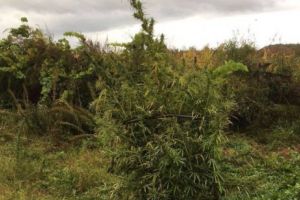 Consumul de canabis în scop MEDICINAL, LEGALIZAT de încă o ţară