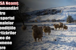 DSVSA Neamţ: Recomandări pentru transportul animalelor în condiţiile avertizărilor meteo de fenomene severe