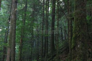Universitari suceveni protestează împotriva defrişărilor în ariile protejate şi în ...