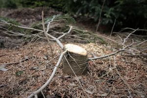 Suceava, pe locul III pe ţară la tăierile ilegale în fondul forestier de stat