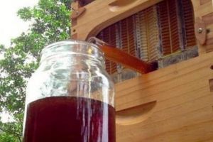 STUPUL CU ROBINET, invenţia care i-a cucerit pe apicultorii din toată lumea SCHIMBĂ tehnologia EXTRACȚIEI MIERII