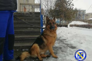 Caine ciobanesc german gasit in apropierea sediului Gruparii Mobile de Jandarmi Tomis“ Constanta. Ce s-a intamplat cu animalul 