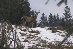 Imagini spectaculoase şi extrem de rare cu atacul unui lup asupra unui cerb suliţar