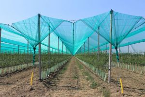 Fonduri de aproape 33 de milioane de lei pentru Programul de realizare a sistemului naţional antigrindină, aprobate de Guvern