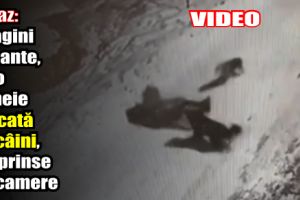 Bicaz: Imagini şocante, cu o femeie atacată de câini, surprinse de camere