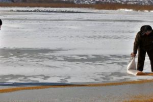 Acţiuni pentru hrănirea păsărilor în apele îngheţate din Delta Dunării 