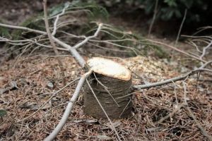 Conducerea Romsilva, anunţ despre tăierile ilegale din pădurile de stat