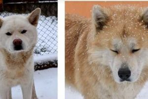 Au DISPĂRUT doi câini Akita Inu! Proprietarii îi caută DISPERAŢI şi OFERĂ RECOMPENSĂ