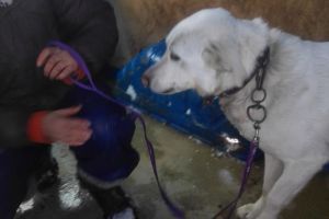 FOTO. Câinele care şi-a muşcat stăpânii, liber pe stradă. FreeLife a intervenit