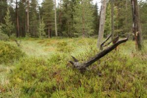 Harghita: Fonduri europene pentru conservarea speciilor şi habitatelor naturale din mai multe arii protejate