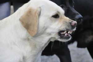 Clipe de TEROARE pentru o femeie din Năvodari şi pentru COPILUL acesteia. O haită de MAIDANEZI i-a atacat în plină stradă