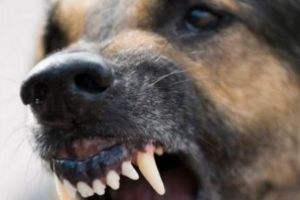 Baimareanca muscata de un caine. Ce a patit proprietarul