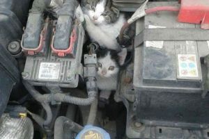 Imaginea momentului pe internet!: Doi pisici, in compartimentul motor al unei masini