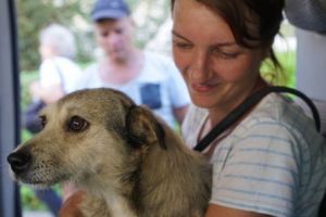 Sterilizare gratuită pentru animale de companie în judeţul Mureş