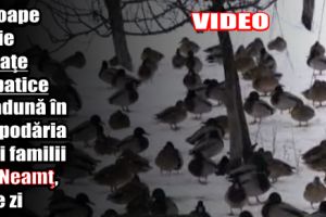 Aproape o mie de raţe sălbatice se adună în gospodăria unei familii din Neamţ, zi de zi