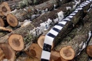 175 de metri steri de lemn confiscaţi de poliţiştii din Mureş