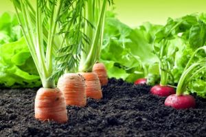 Afaceri de 40 de milioane de euro pe an în cele mai importante ramuri din agricultură