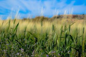 Prognoza BIZARĂ ANM pentru următoarele două săptâmâni! VREMEA se va SCHIMBA RADICAL în următoarea PERIOADĂ 