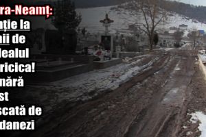 Piatra-Neamţ: Atenţie la câinii de pe dealul Pietricica! O tânără a fost muşcată de maidanezi