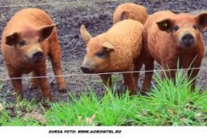 Sute de purcei din rasele Bazna şi Mangaliţa, solicitaţi de covăsneni prin programul guvernamental de susţinere a acestor rase