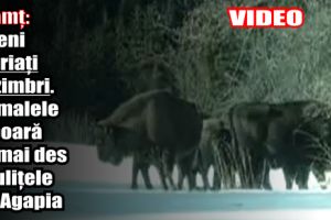 Neamţ: Săteni speriaţi de zimbri. Animalele coboară tot mai des pe uliţele din Agapia