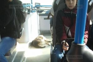 Interzis in continuare cainilor si pisicilor in tramvaiele si autobuzele din Timisoara