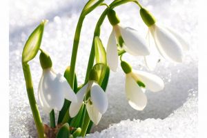 „Varietăţi de primăvară”, spectacol dedicat Zilei Internaţionale a Femeii