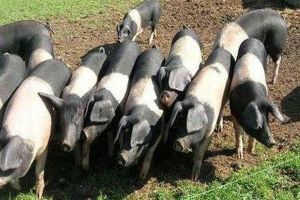 LIVE VIDEO Ministrul Agriculturii într-o fermă din apropierea Sibiului. Lansează programul de susţinere a raselor Bazna şi Mangaliţa